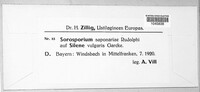 Thecaphora saponariae image